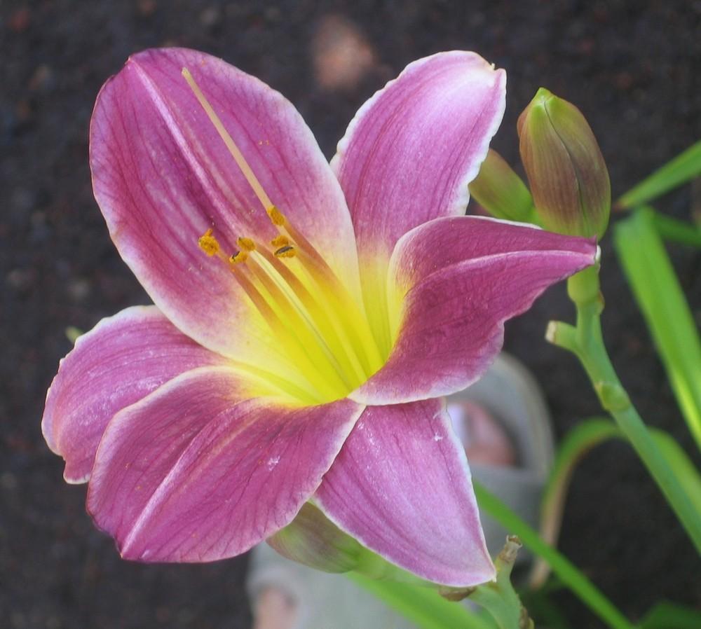 Photo of Daylily (Hemerocallis 'Plum Beauty') uploaded by decobug