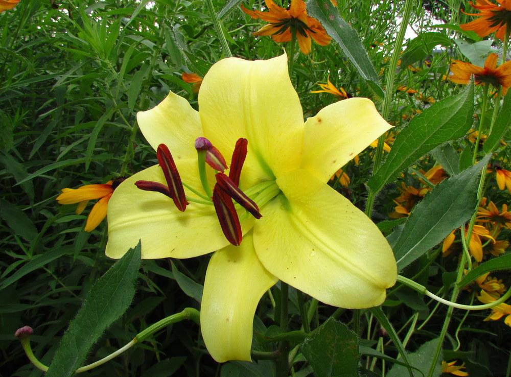 Photo of Lily (Lilium 'Lesotho') uploaded by jmorth