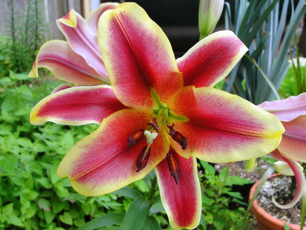 Photo of Lily (Lilium 'Red Dutch') uploaded by keithp2012