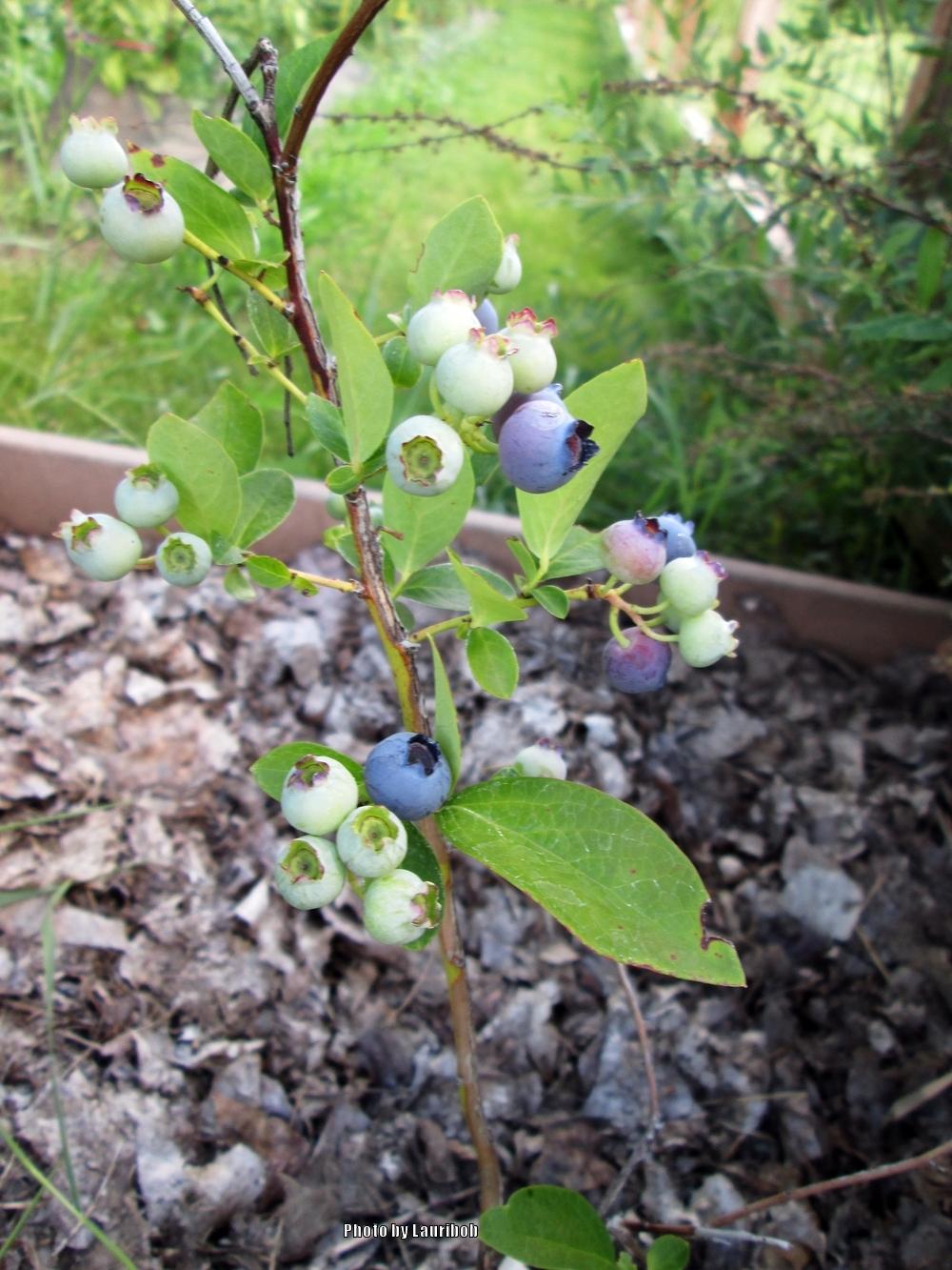 Photo of Northern Highbush Blueberry (Vaccinium corymbosum 'Bluejay') uploaded by lauribob