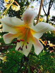 Thumb of 2015-07-10/magnolialover/5ce0f5