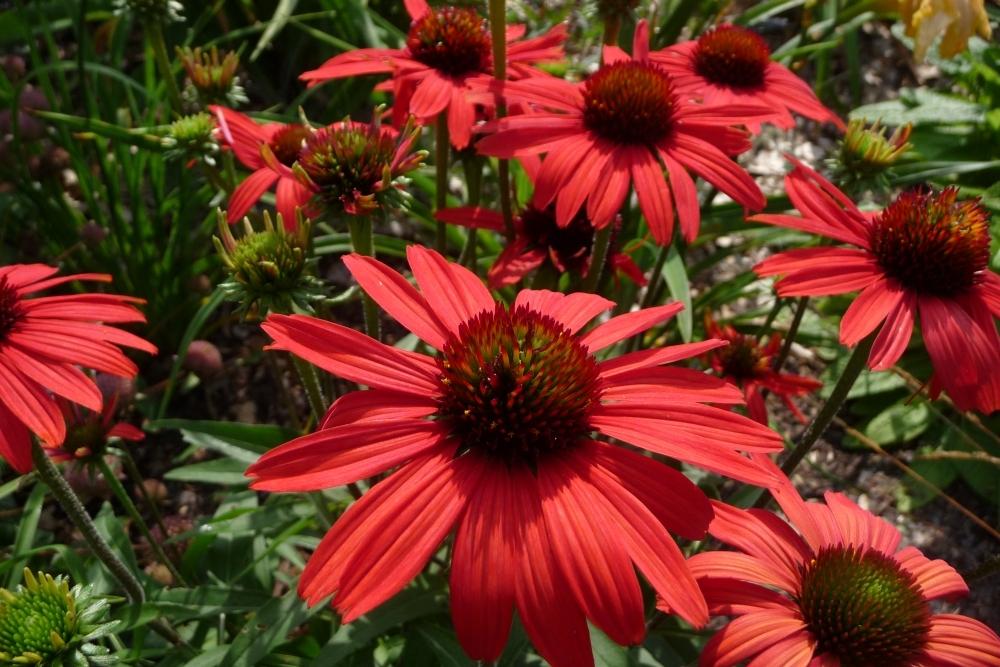 Photo of Coneflower (Echinacea 'Dixie Scarlet') uploaded by twixanddud