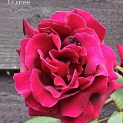 Location: Strood Kent United Kingdom
Date: 2015-06-14
Rosa Guinee  40 Blooms on it this year