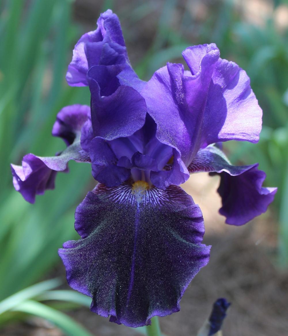 Photo of Tall Bearded Iris (Iris 'Into the Night') uploaded by Calif_Sue