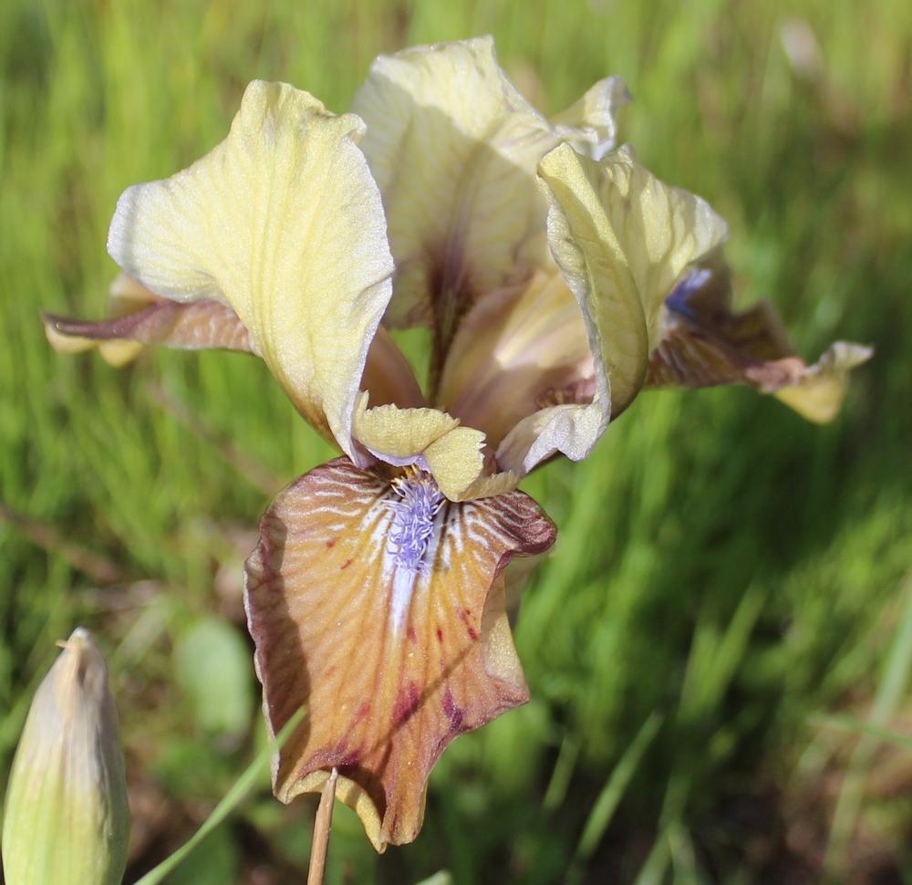 Photo of Standard Dwarf Bearded Iris (Iris 'Indian Pow Wow') uploaded by Calif_Sue