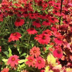 Location: My garden, central NJ, Zone 7A
Date: 7/10/15
Echinacea Sombrero Salsa Red