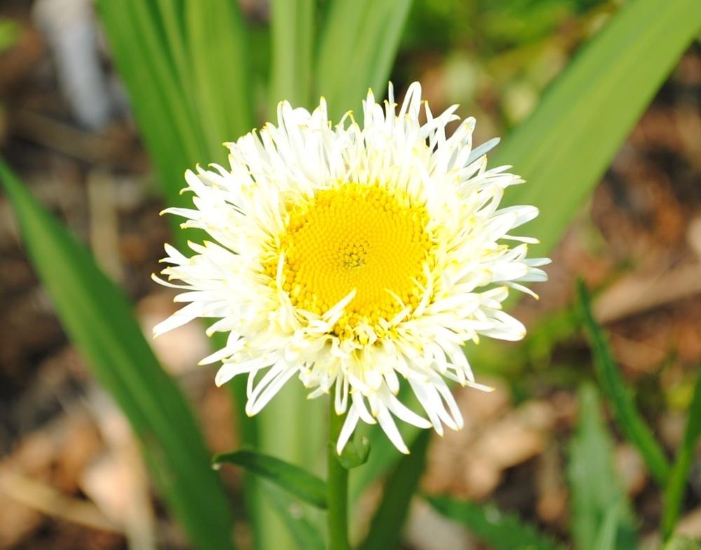 Photo of Shasta Daisy (Leucanthemum 'Real Galaxy') uploaded by chelle
