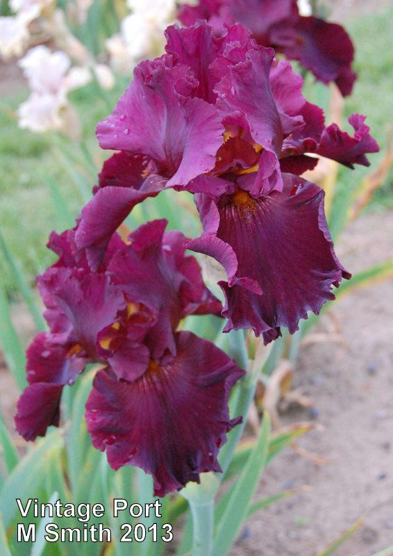 Photo of Tall Bearded Iris (Iris 'Vintage Port') uploaded by coboro