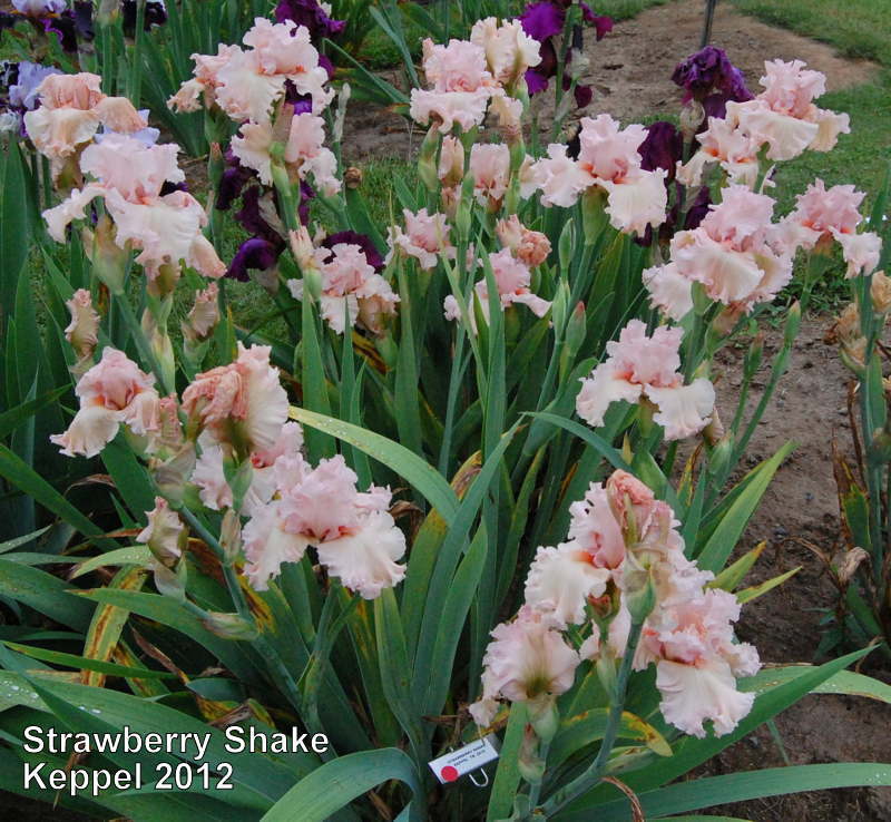 Photo of Tall Bearded Iris (Iris 'Strawberry Shake') uploaded by coboro