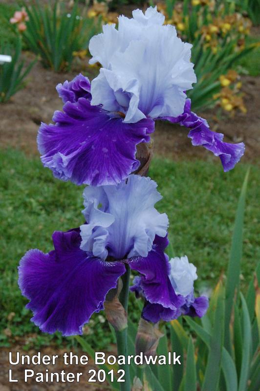 Photo of Tall Bearded Iris (Iris 'Under the Boardwalk') uploaded by coboro