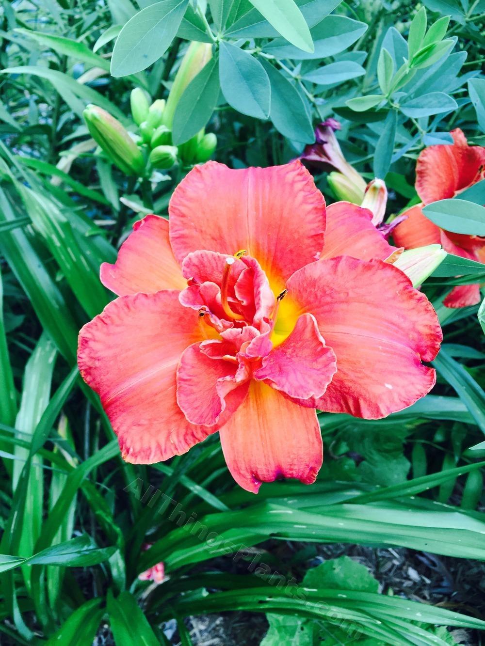 Photo of Daylily (Hemerocallis 'Moses' Fire') uploaded by magnolialover