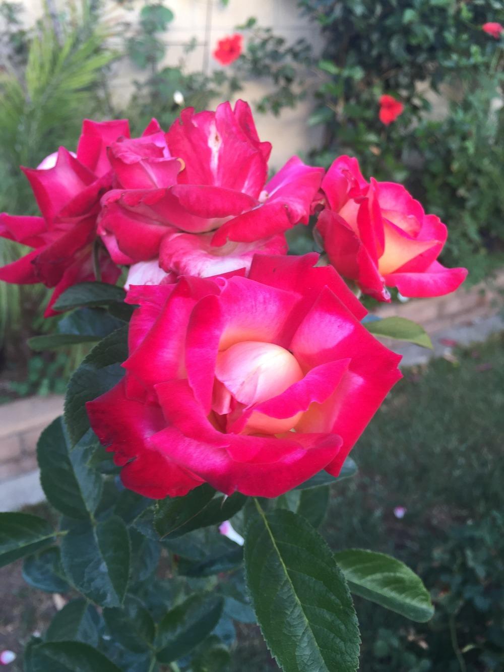 Photo of Rose (Rosa 'Dick Clark') uploaded by mattmackay22