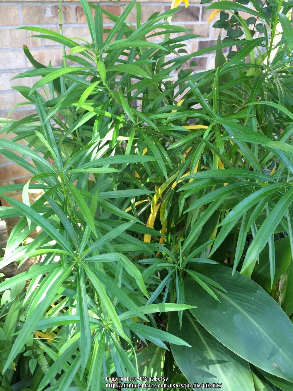 Photo of Yellow Oleander (Cascabela thevetia) uploaded by piksihk