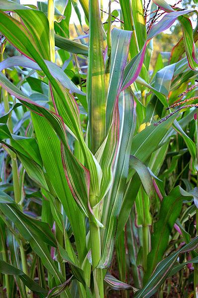 Photo of Flint Corn (Zea mays subsp. mays 'Japonica Striped') uploaded by robertduval14