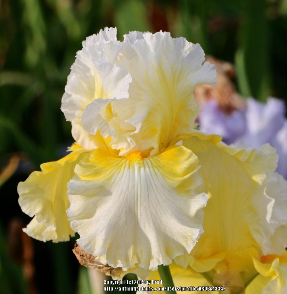 Photo of Tall Bearded Iris (Iris 'Yours Truly') uploaded by ARUBA1334