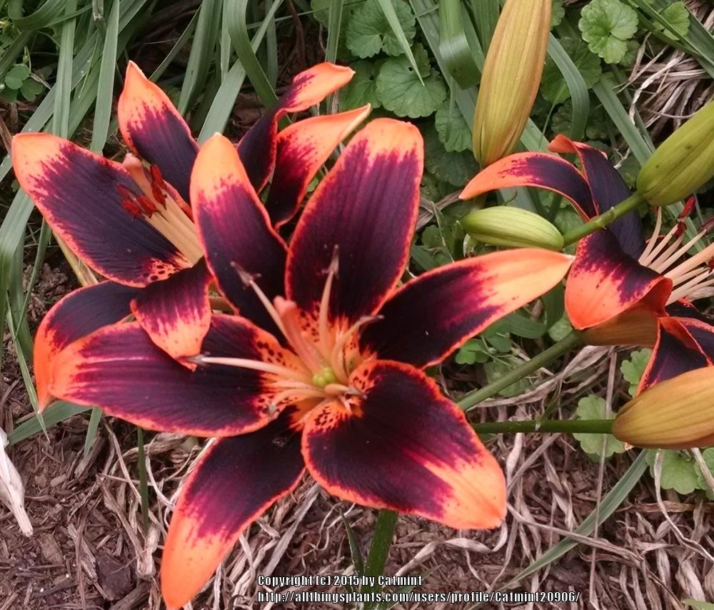 Photo of Asiatic Lily (Lilium 'Forever Susan') uploaded by Catmint20906