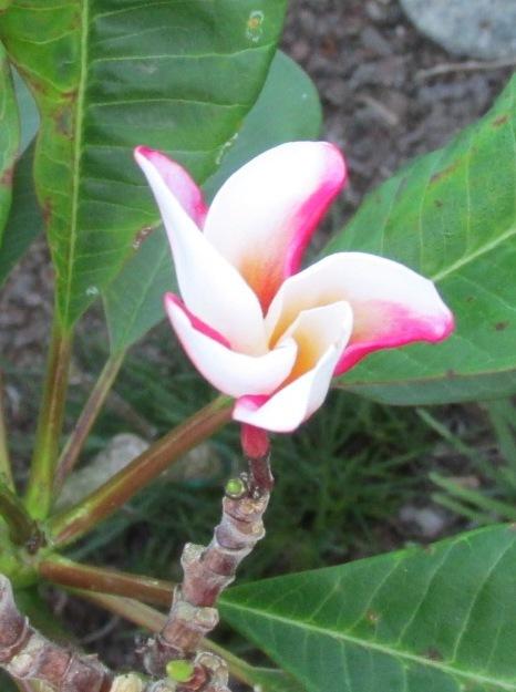 Photo of Plumeria (Plumeria rubra 'Buddha Raksa') uploaded by Dutchlady1