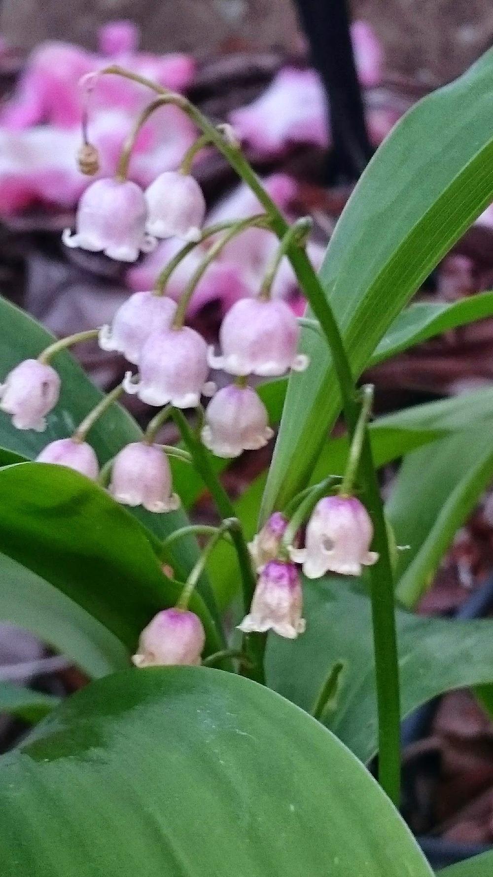 Photo of Pink Lily of the Valley (Convallaria majalis 'Rosea') uploaded by In2art