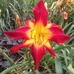 Location: Daylily World, Lawrenceburg, KY
Date: 2015-07-11
Polys are unusual for this plant.
