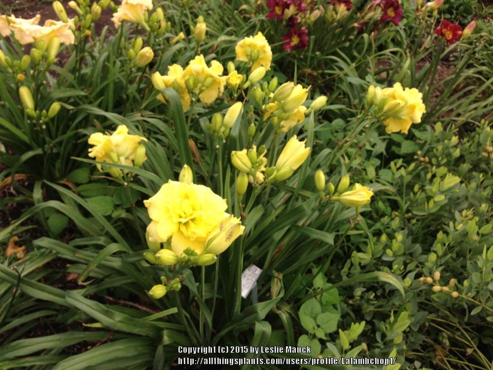 Photo of Daylily (Hemerocallis 'Sweet Yellow Truffle') uploaded by Lalambchop1