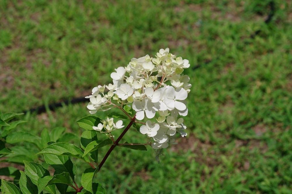 Photo of Panicle Hydrangea (Hydrangea paniculata First Editions® Vanilla Strawberry™) uploaded by Rose1656