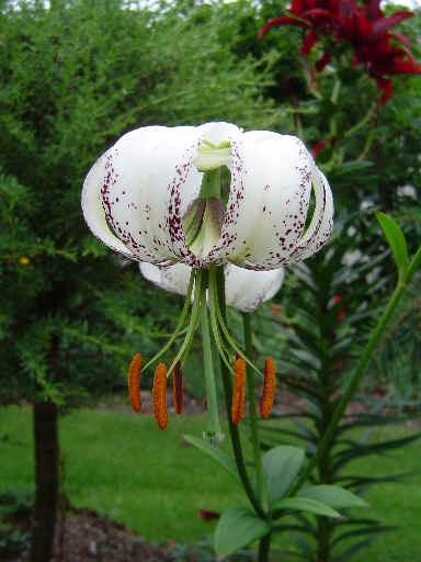 Photo of Lily (Lilium duchartrei) uploaded by admin