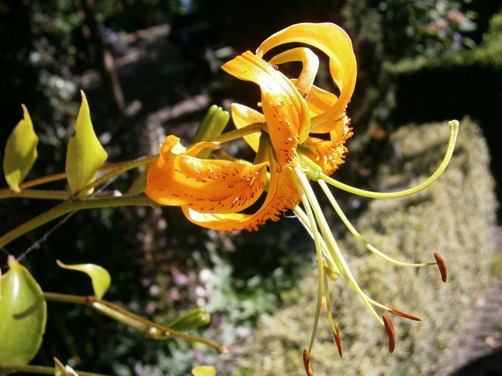 Photo of Henry's Lily (Lilium henryi) uploaded by admin