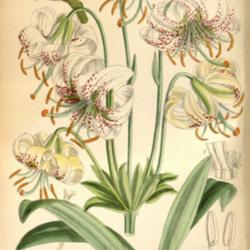 
Lilium duchartrei Curtis's Botanical Magazine, London., vol. 146 