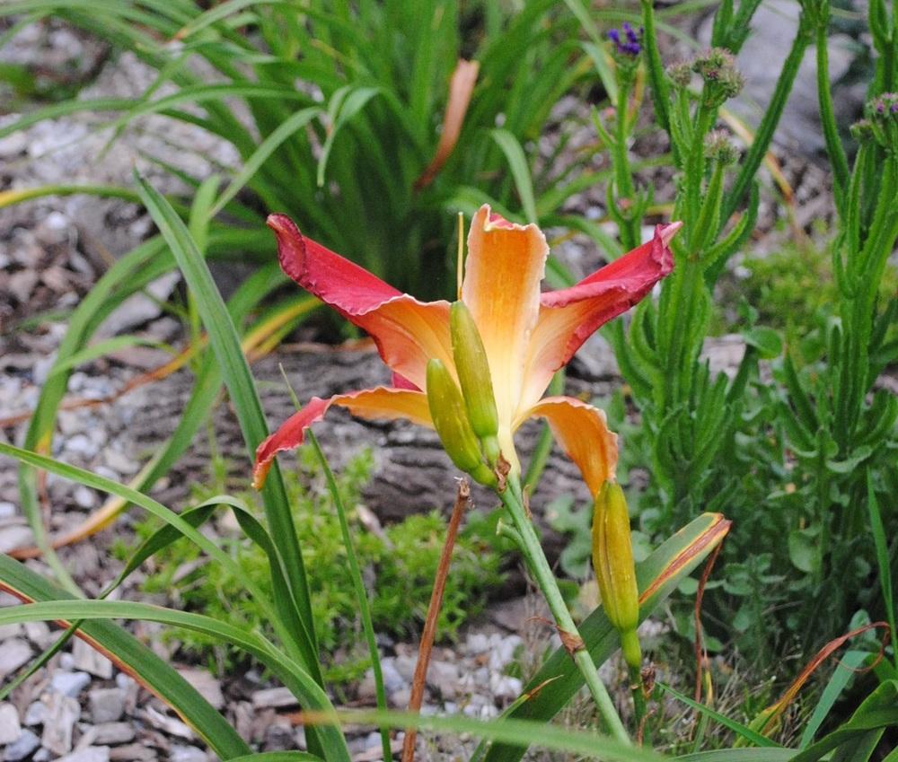 Photo of Daylily (Hemerocallis 'Red Suspenders') uploaded by chelle