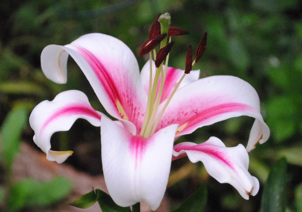 Photo of Lily (Lilium 'Sonora') uploaded by chelle