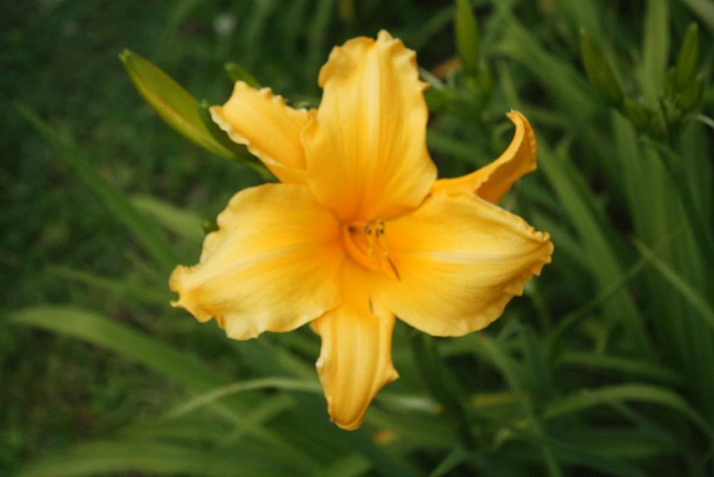 Photo of Daylily (Hemerocallis 'After All') uploaded by dkp