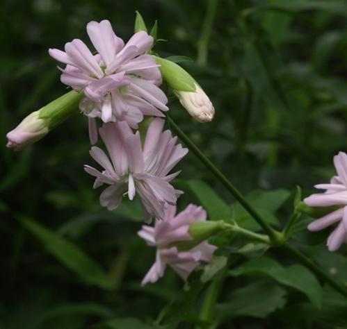 Photo of Bouncing Bet (Saponaria officinalis 'Flore Pleno') uploaded by plantrob