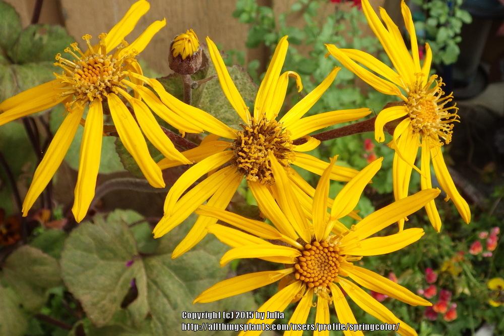 Photo of Leopard Plant (Ligularia 'Garden Confetti') uploaded by springcolor