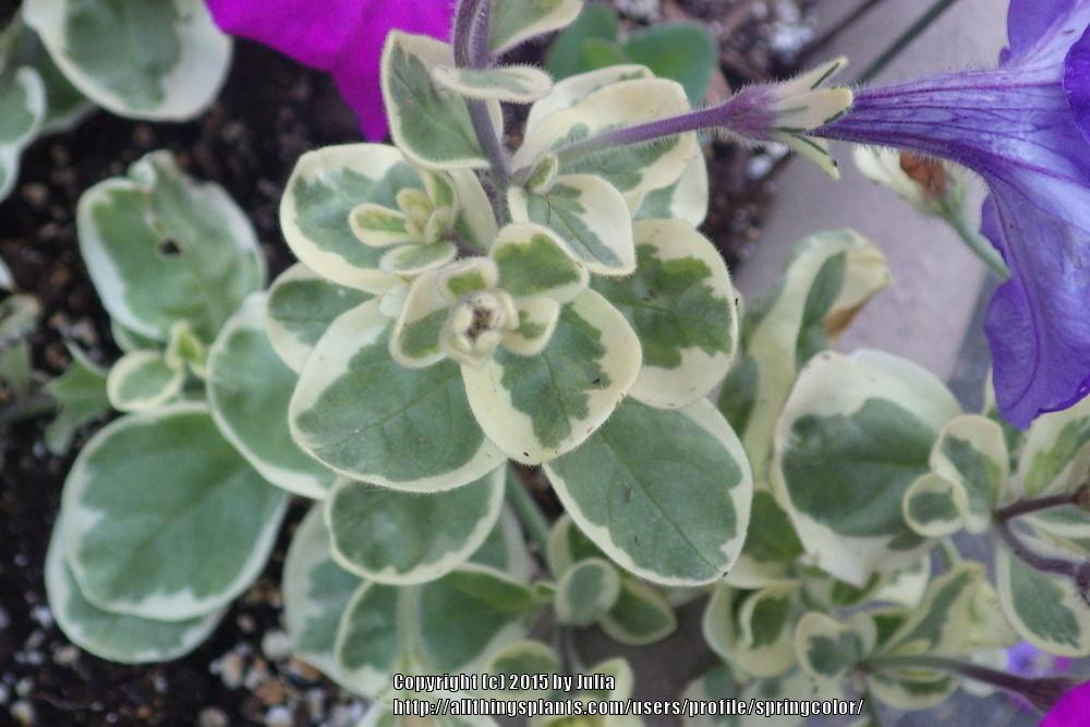 Photo of Petunia Glamouflage™ Grape uploaded by springcolor