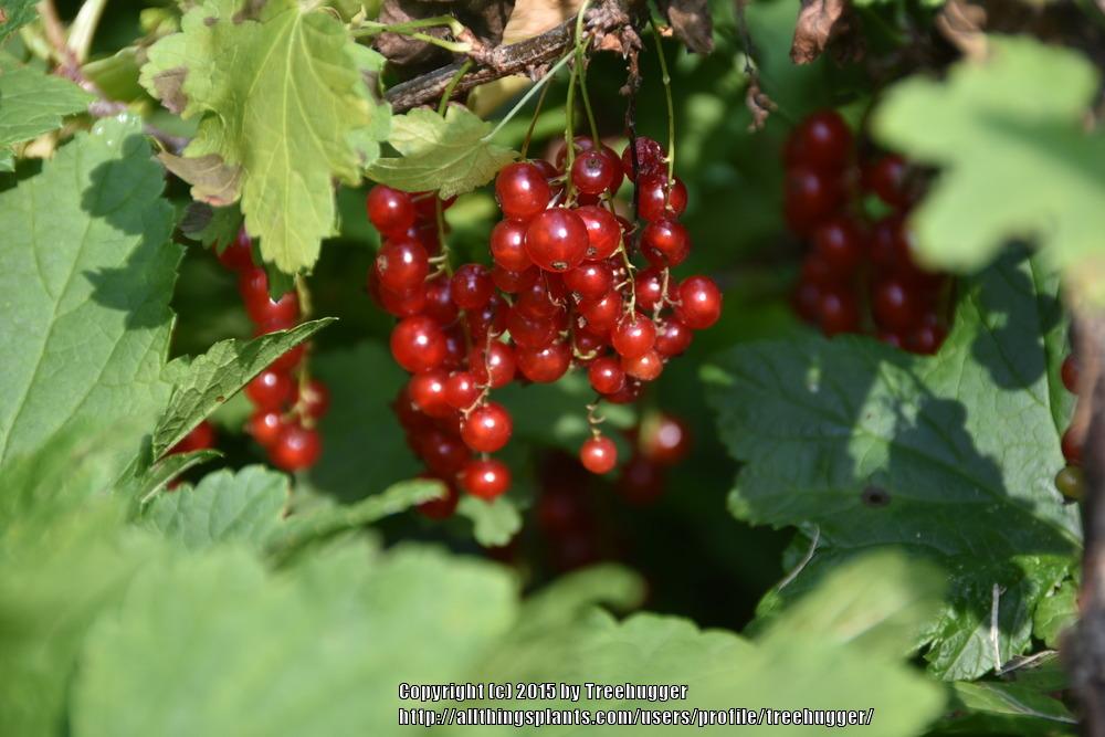 Photo of Northern Red Currant (Ribes triste) uploaded by treehugger