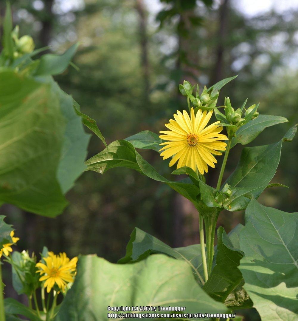 Photo of Cup Plant (Silphium perfoliatum) uploaded by treehugger