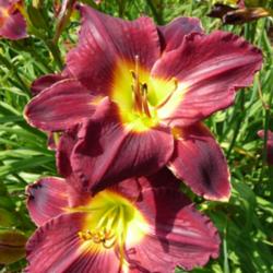 Location: SE Michigan (taken at Along the Fence Daylilies, Dansville, MI)
Date: 2015-07-11
late morning, 70s