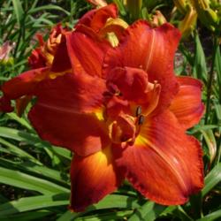 Location: SE Michigan (taken at Along the Fence Daylilies, Dansville, MI)
Date: 2015-07-11
late morning, 70s
