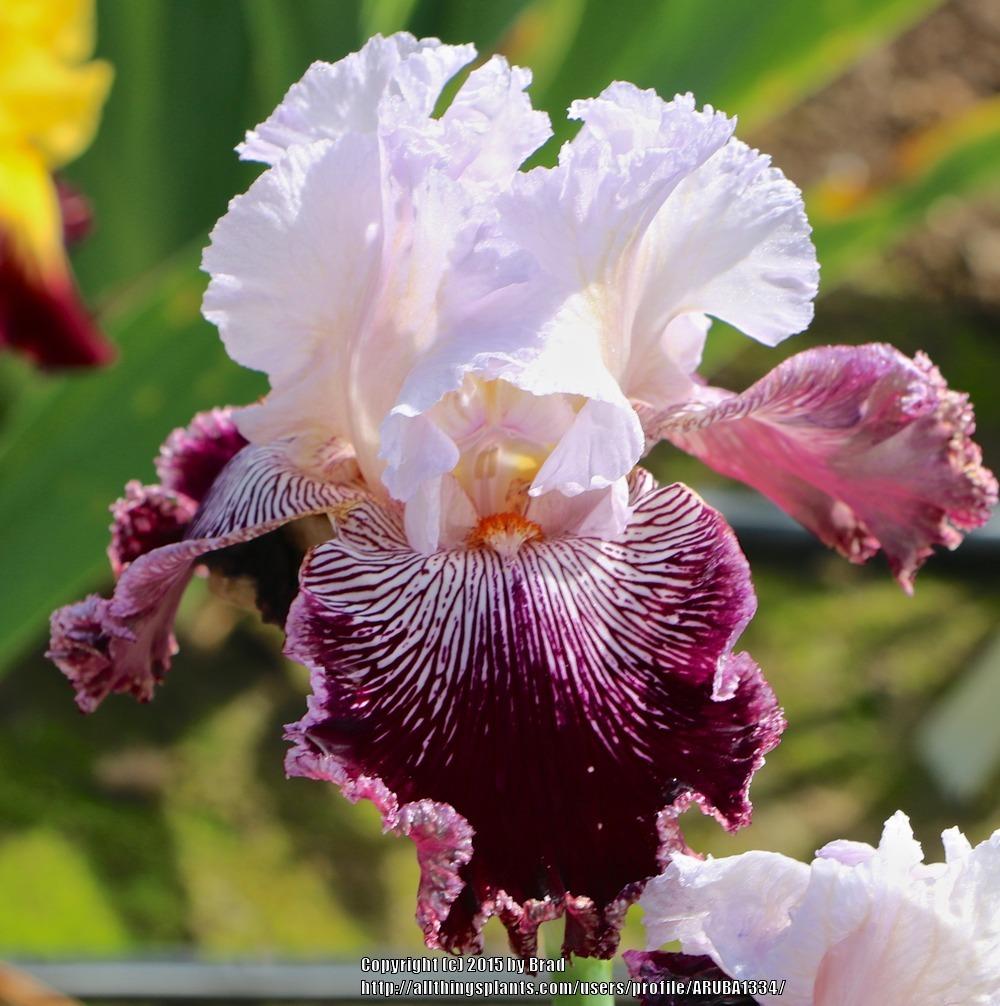 Photo of Tall Bearded Iris (Iris 'Samba Queen') uploaded by ARUBA1334