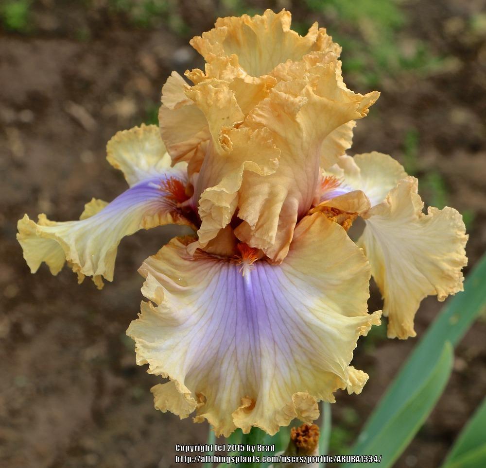 Photo of Tall Bearded Iris (Iris 'Nothing but Class') uploaded by ARUBA1334