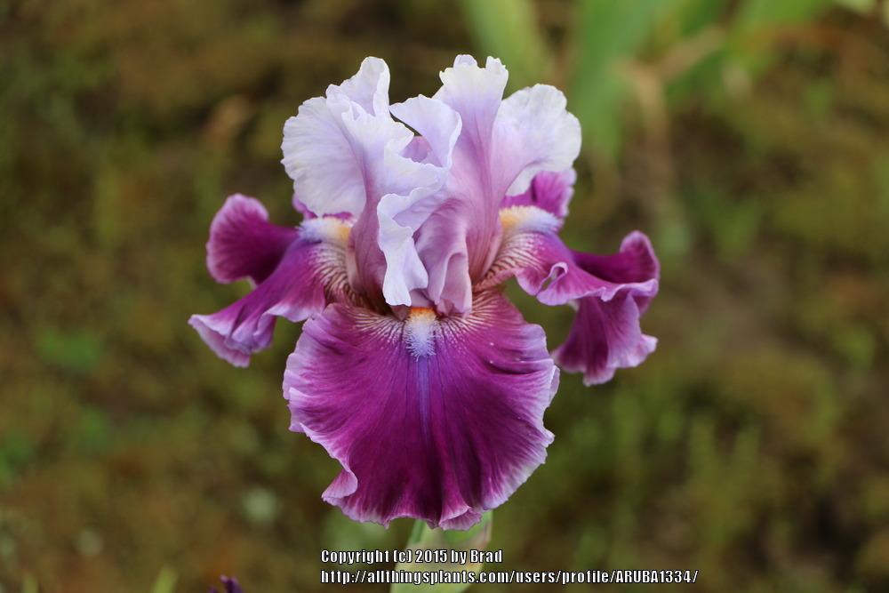 Photo of Tall Bearded Iris (Iris 'Avenue of Dreams') uploaded by ARUBA1334