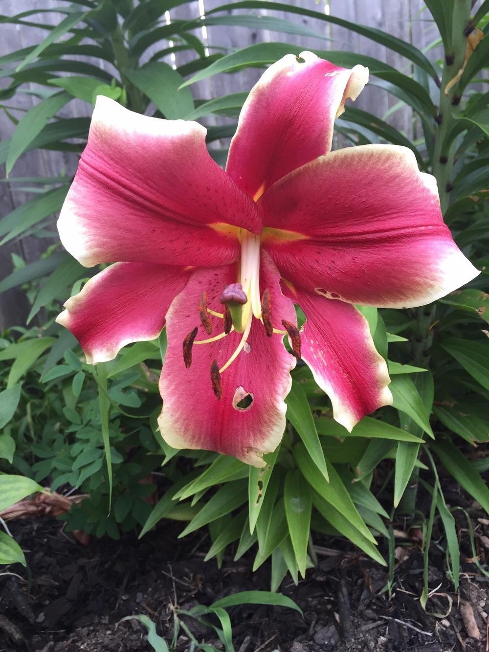 Photo of Lily (Lilium African Lady) uploaded by Joebass