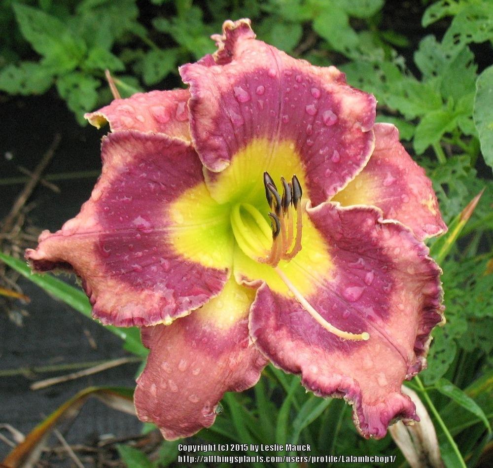 Photo of Daylily (Hemerocallis 'God Save the Queen') uploaded by Lalambchop1