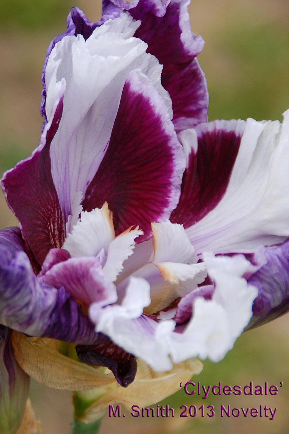 Photo of Tall Bearded Iris (Iris 'Clydesdale') uploaded by Mikey