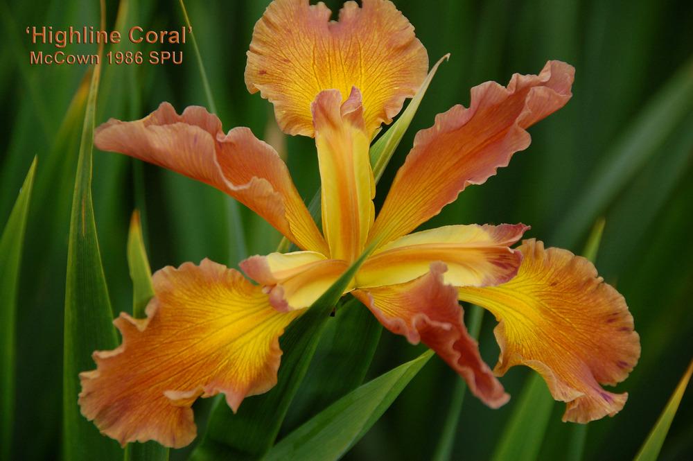 Photo of Spuria Iris (Iris 'Highline Coral') uploaded by Mikey