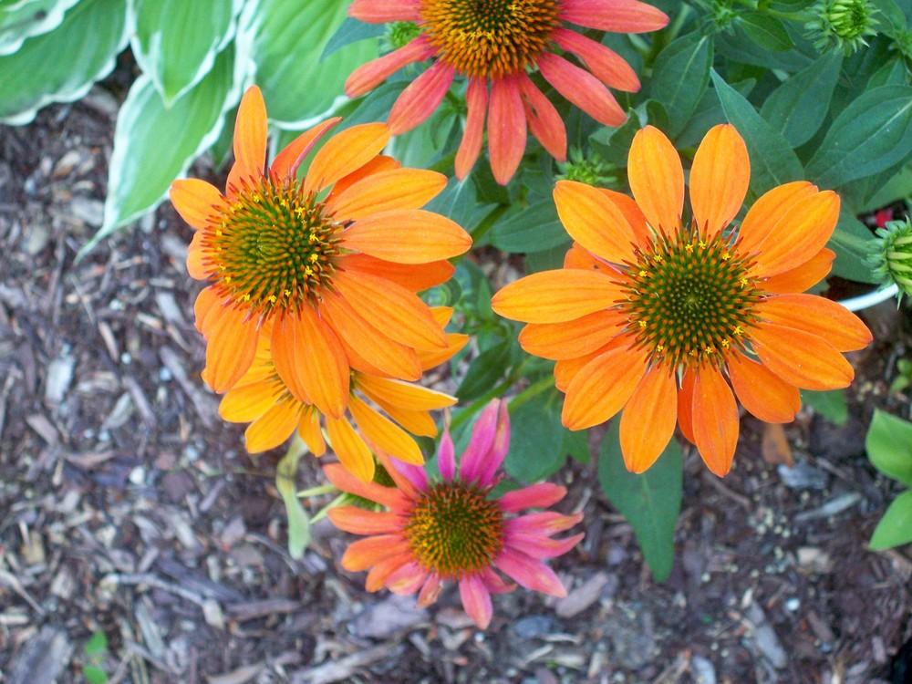 Photo of Coneflower (Echinacea Sombrero® Adobe Orange) uploaded by NJBob