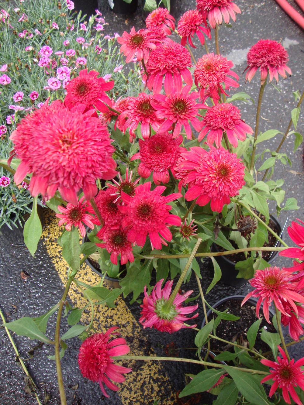 Photo of Coneflower (Echinacea Double Scoop™ Cranberry) uploaded by Paul2032