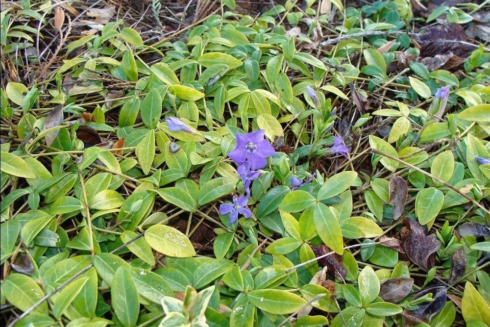 Photo of Lesser Periwinkle (Vinca minor) uploaded by admin