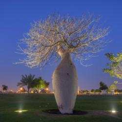 Location: in Aspire Park. Doha, Qatar,
Credit Alexey Sergeev