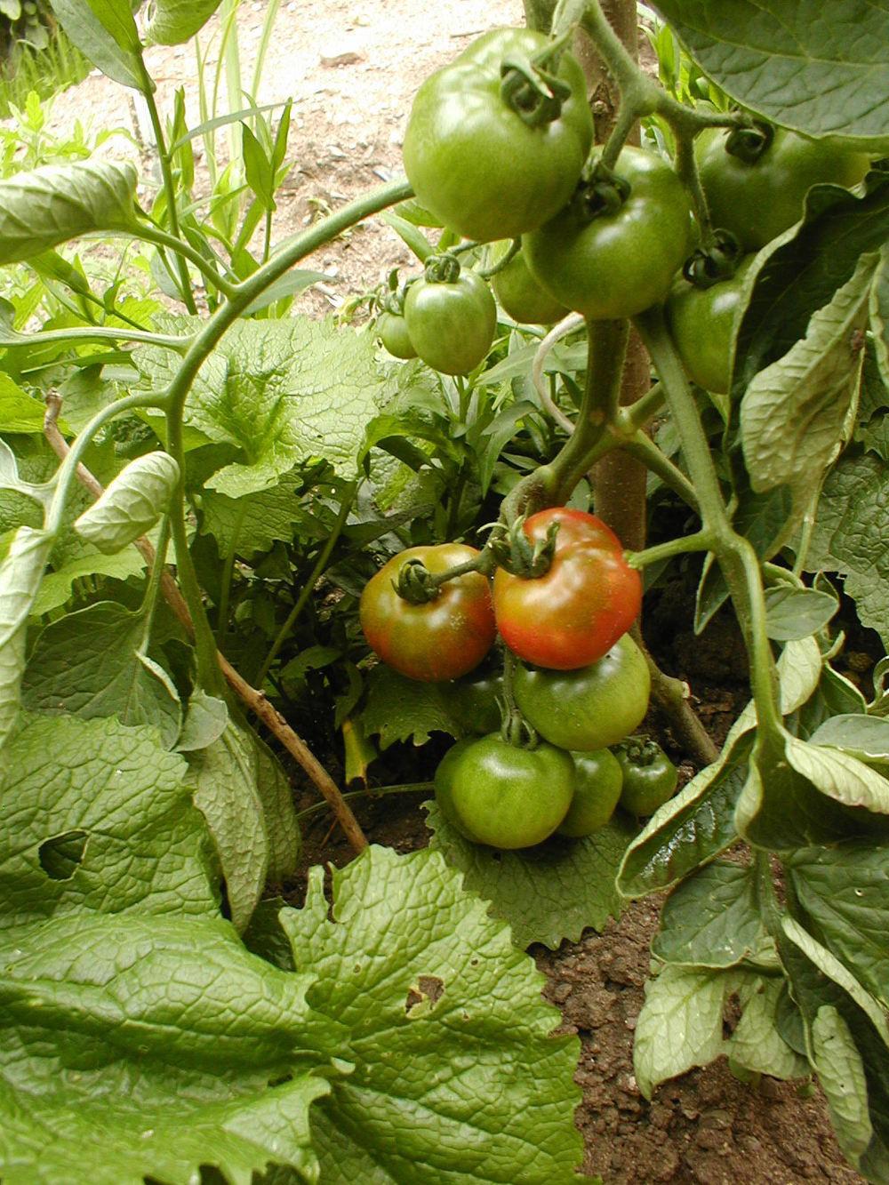 Photo of Tomato (Solanum lycopersicum 'Stupice') uploaded by admin